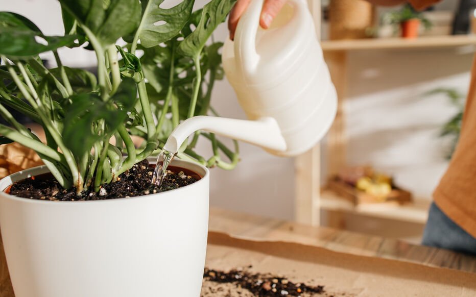 lait pour vos plantes