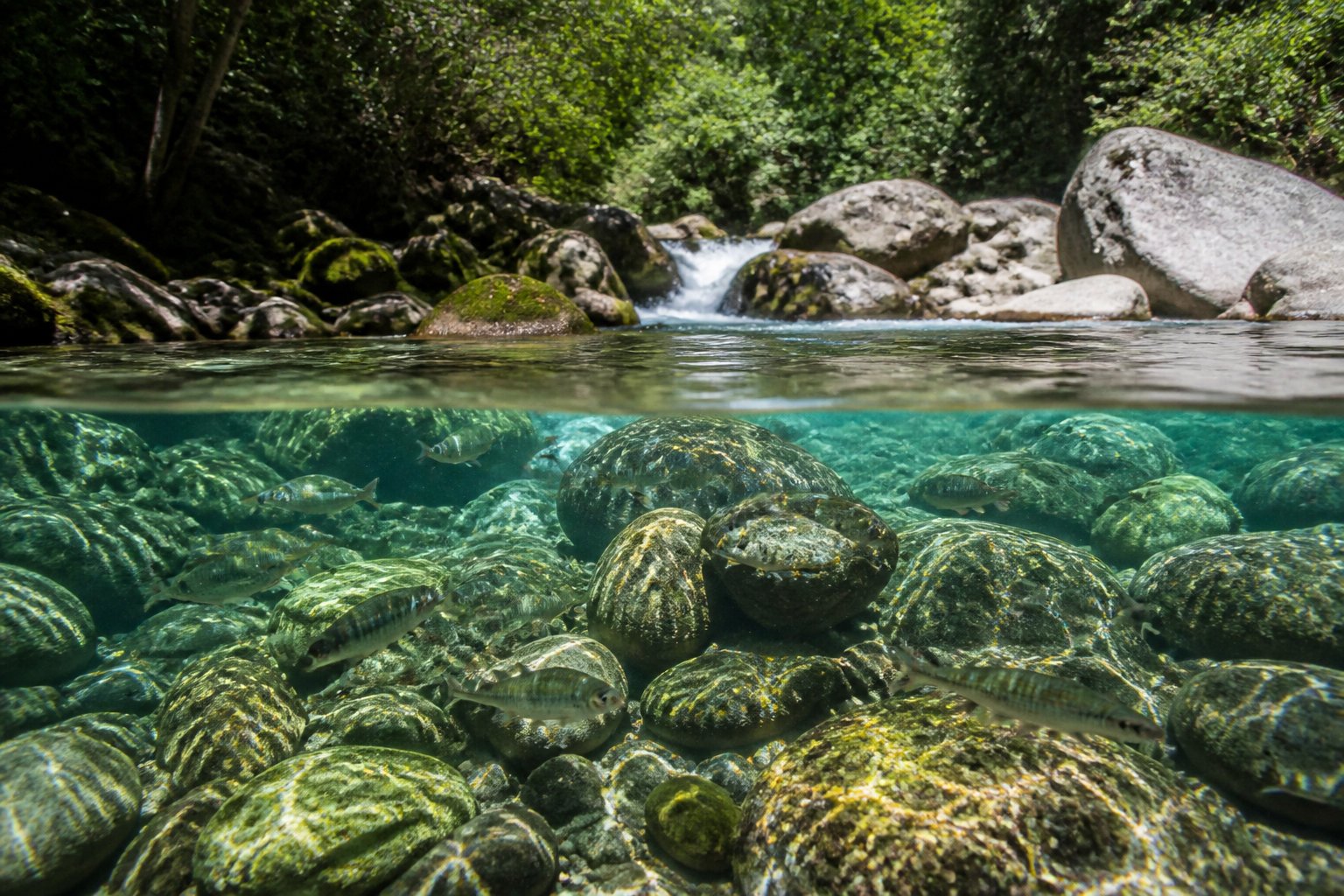 Le Galeizon : un écrin de biodiversité pour s'immerger