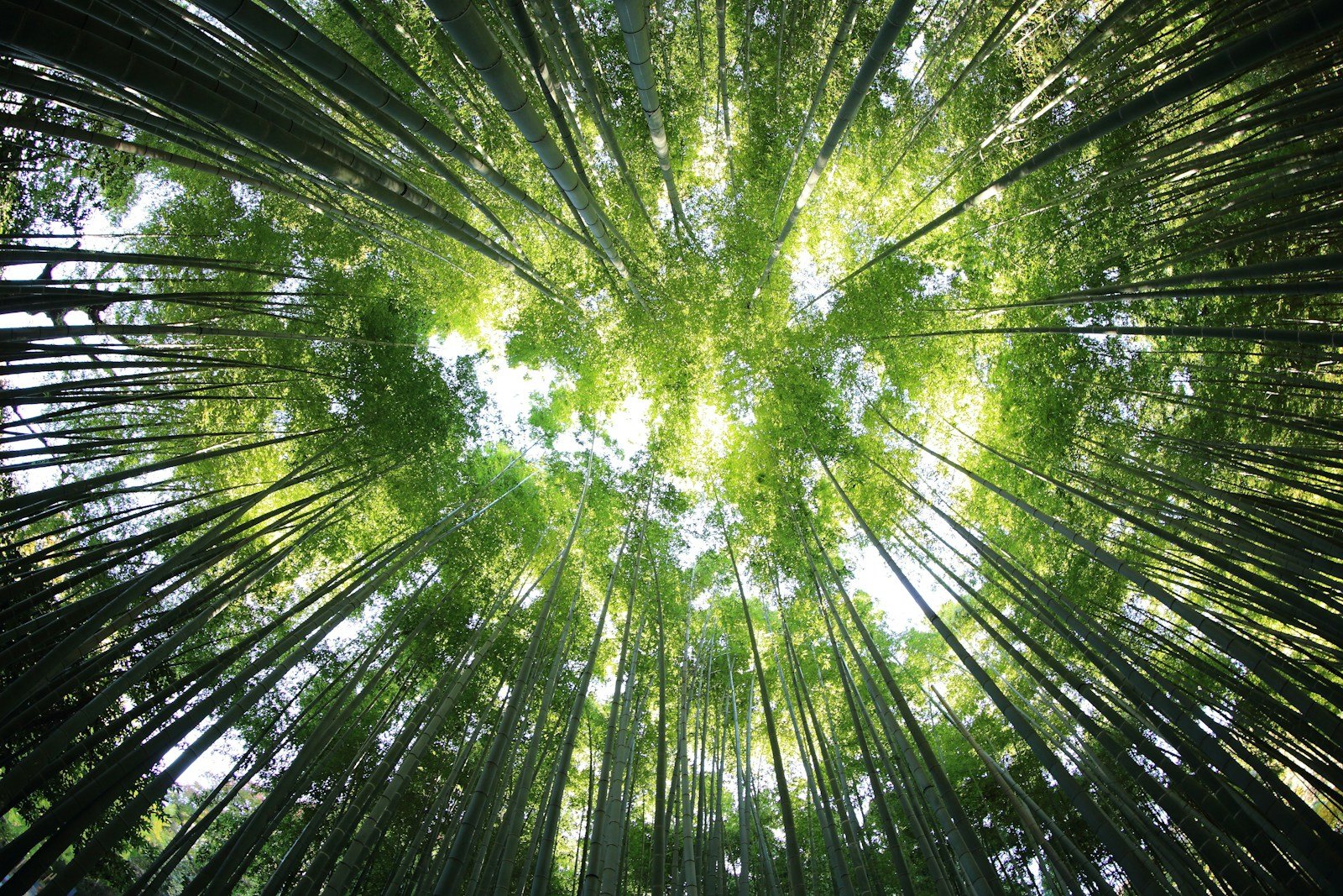 Allée dans la forêt de bambous géants de la Bambouseraie de Prafrance