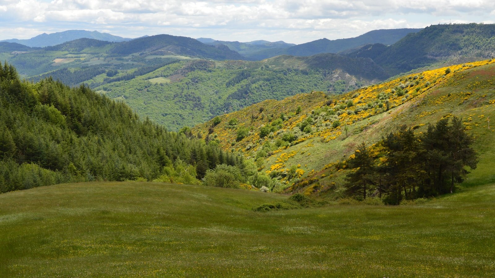 Forêt des Cévennes en automne, châtaigniers et feuillage doré