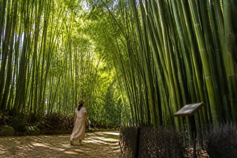 La forêt de bambous géants de la Bambouseraie de Prafrance à Générargues, dans le Gard