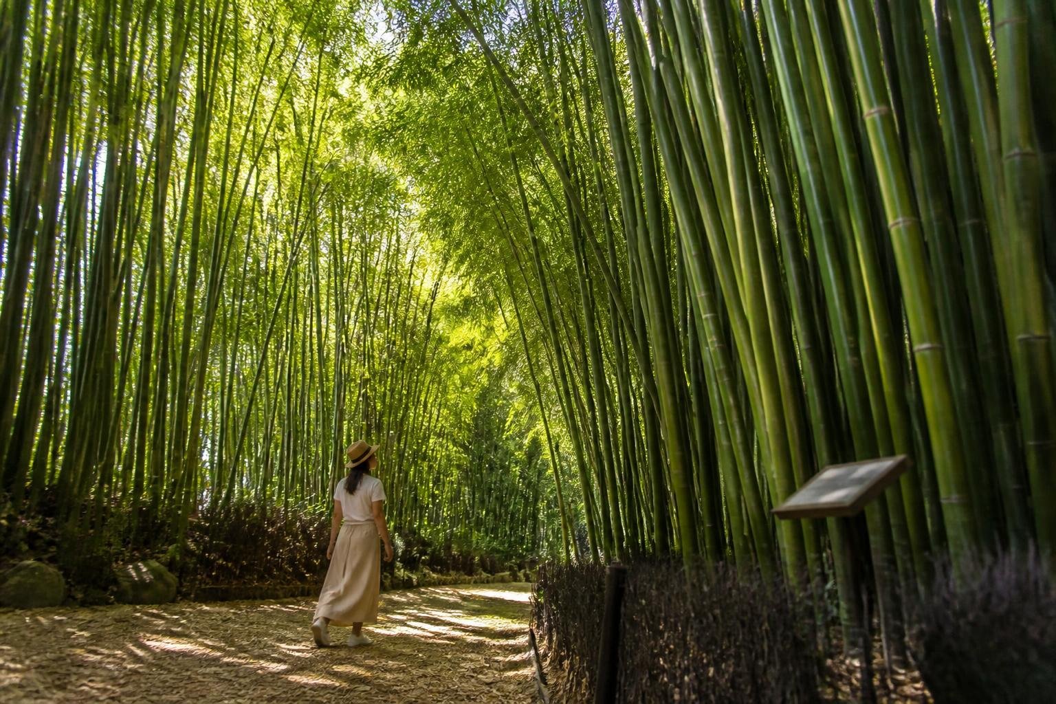 La forêt de bambous géants de la Bambouseraie de Prafrance à Générargues, dans le Gard