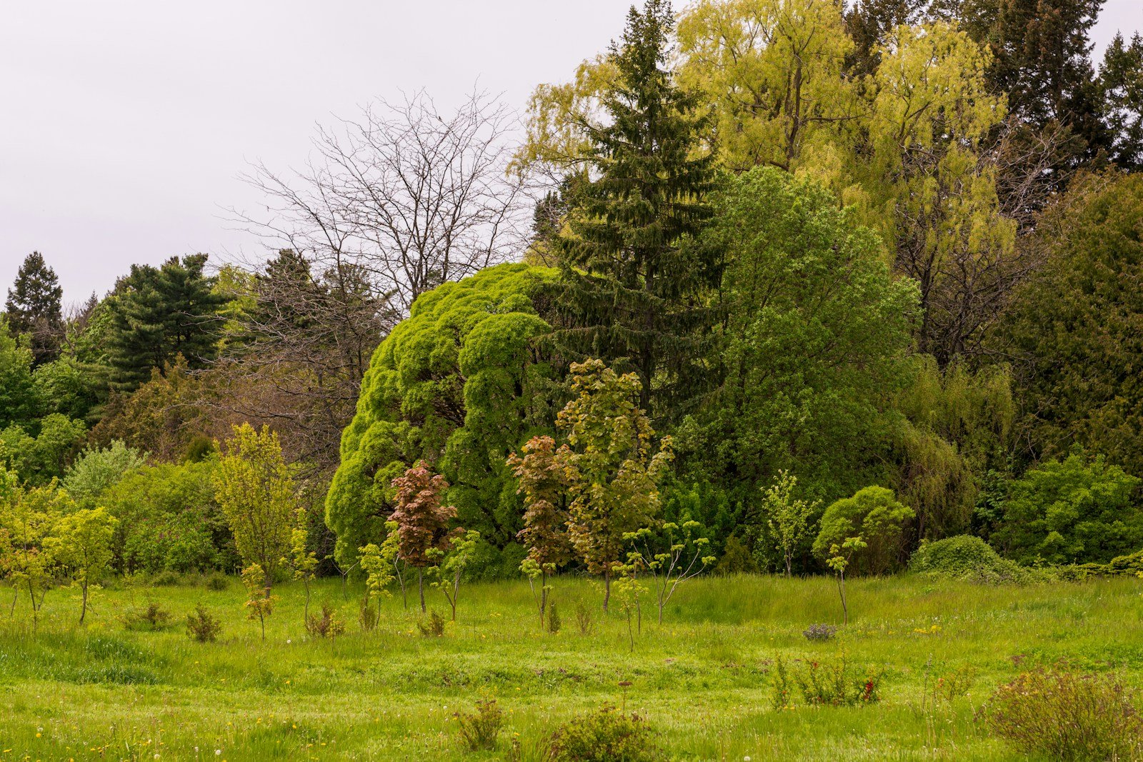 L'arboretum du domaine de Sauvage et son cèdre du Liban tricentenaire, en forêt domaniale