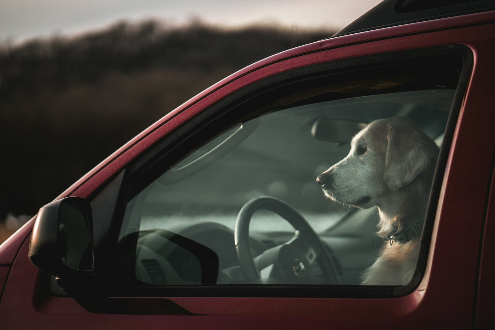 Les contrats couverts par Carma : auto, habitation, animaux, prévoyance
