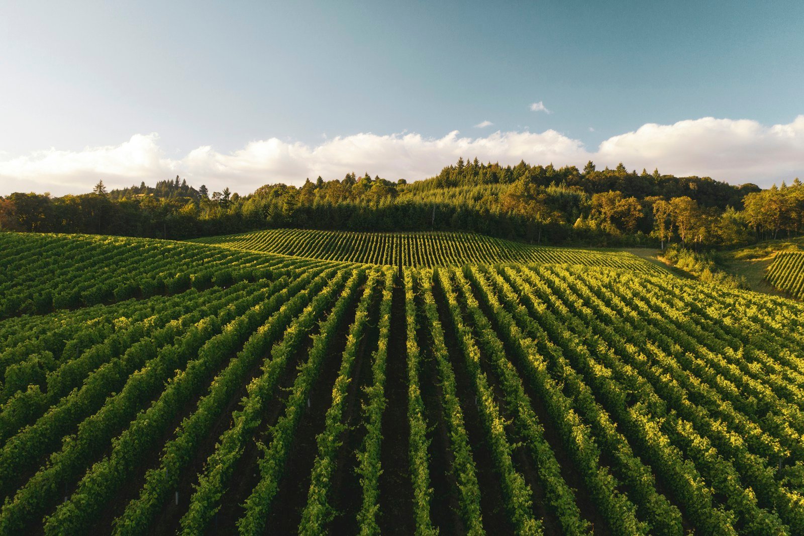 Les vignes du piémont cévenol autour de Saint-Maurice-de-Cazevieille