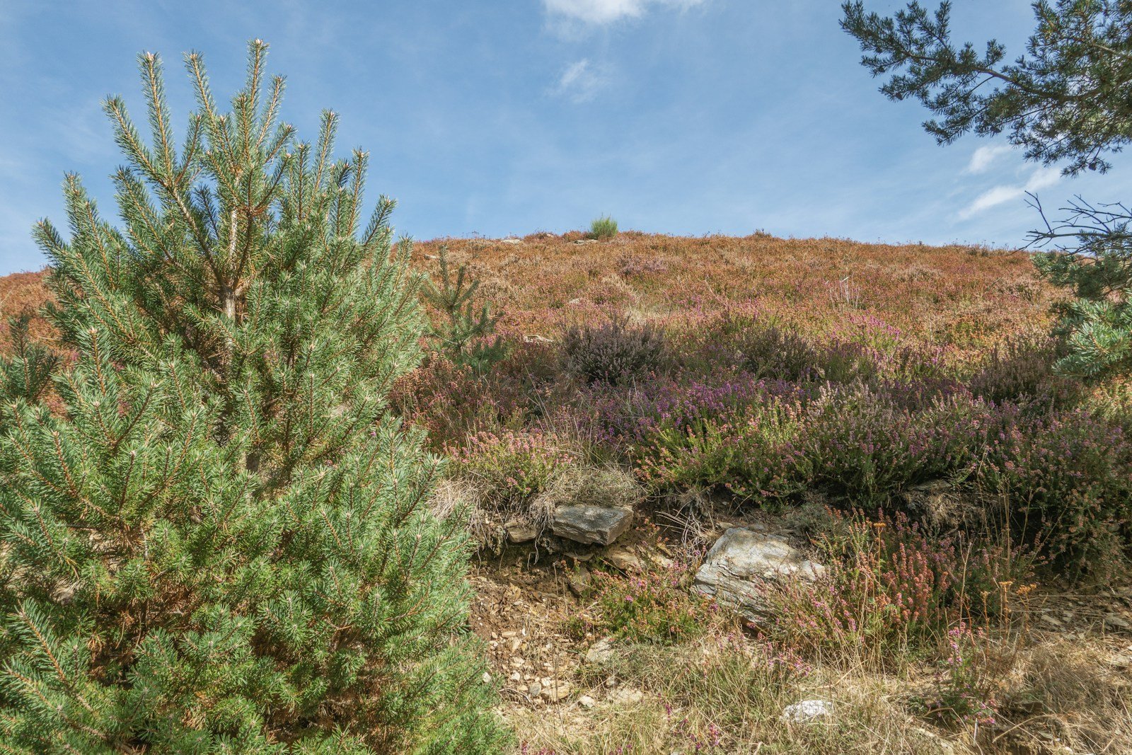 Paysage agro-pastoral du Parc national des Cévennes, brebis et terrasses de pierre