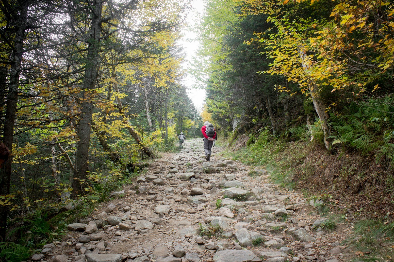 Randonneurs sur un sentier du massif de l'Aigoual