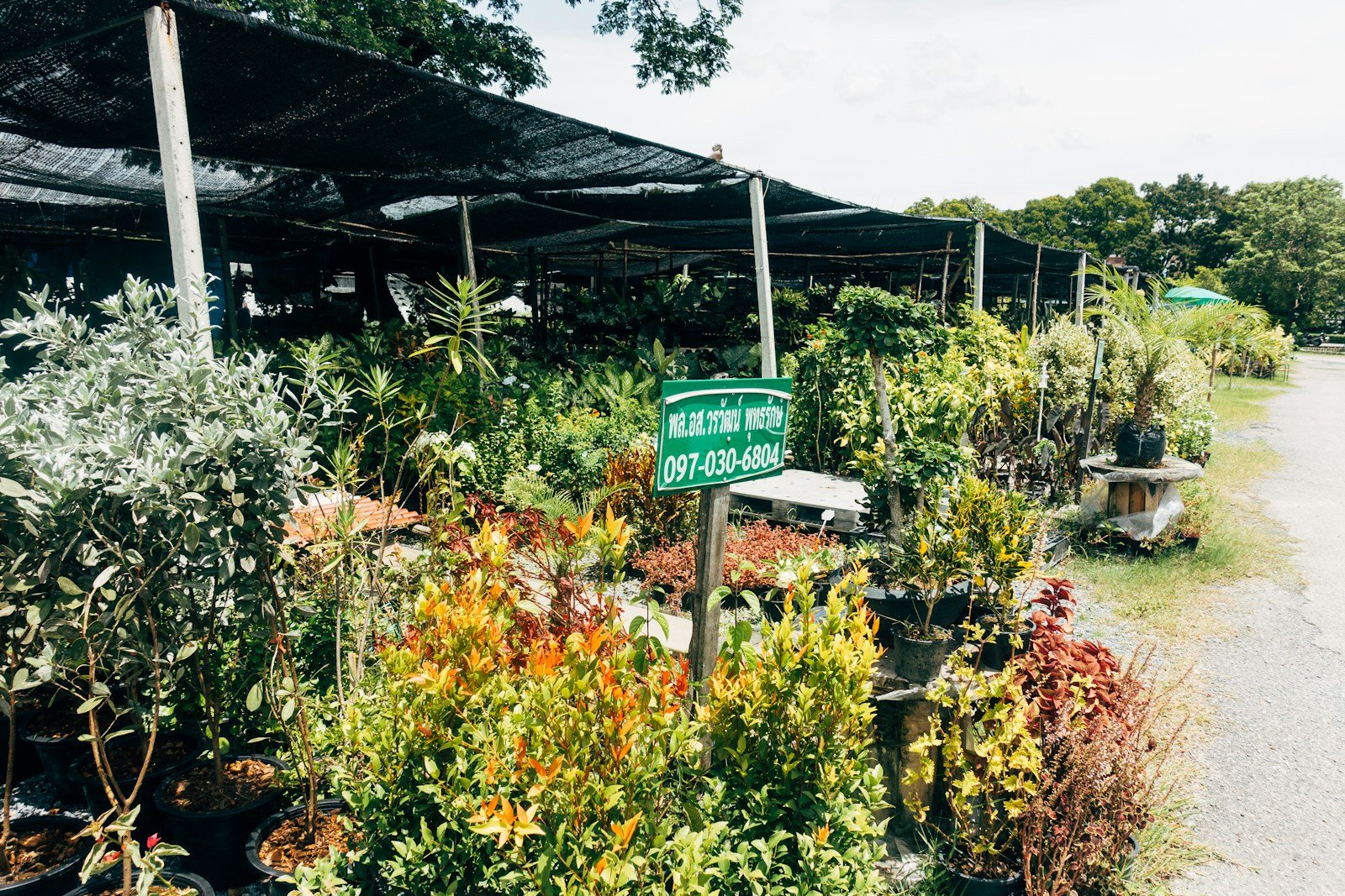 Rayon extérieur d'une jardinerie avec plantes et arbustes