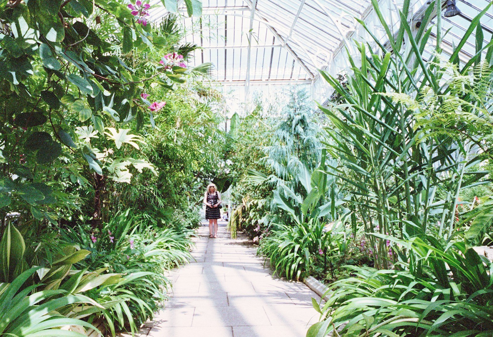 Une allée du jardin botanique de la Tour Vieille, ses collections végétales et sa serre
