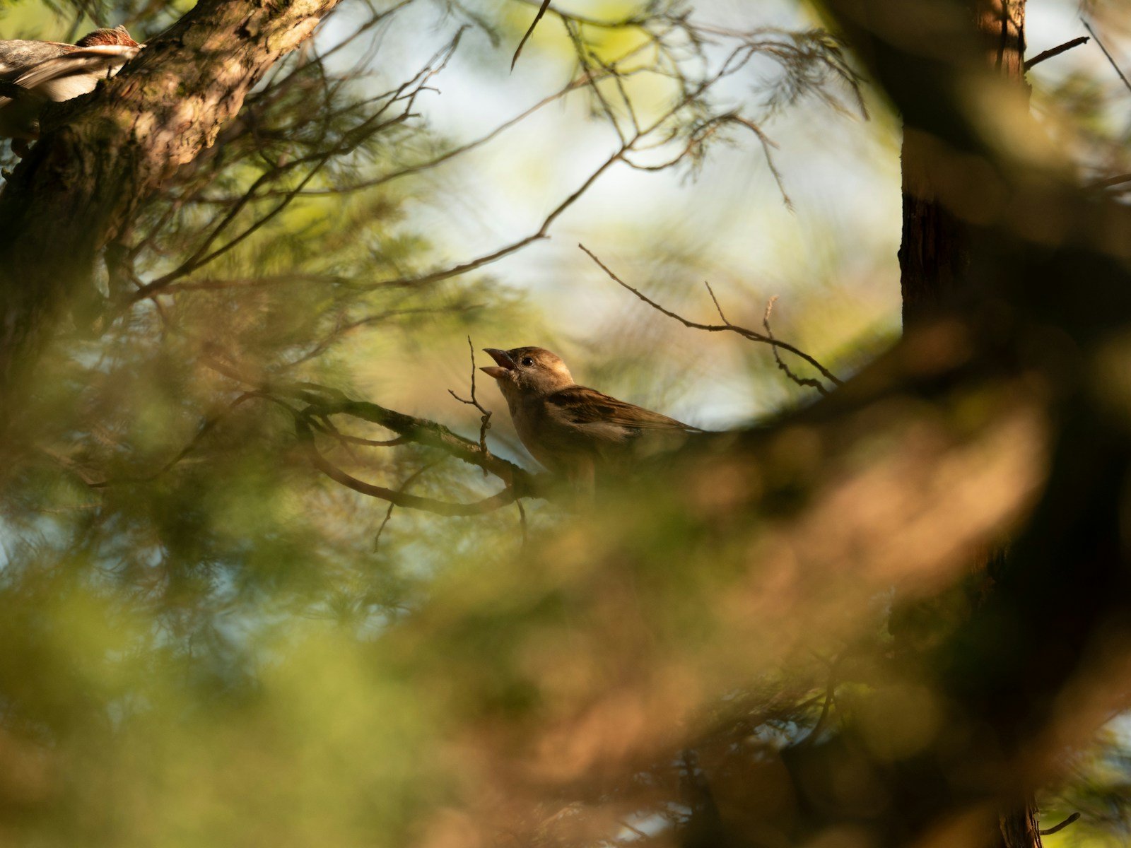 Une grive posée sur une branche, l'oiseau au cœur du proverbe